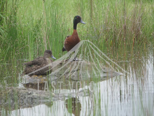 Chestnut teal - male and female 4K