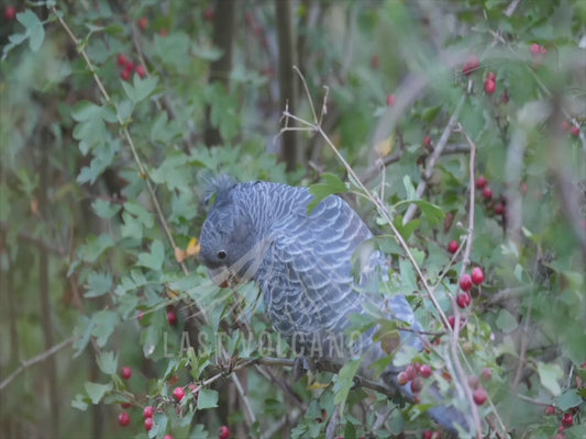 Gang-gang cockatoo - female feeding 4K