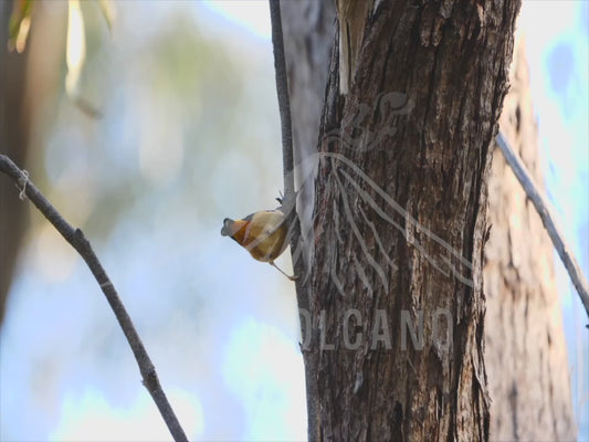 Spotted pardalote - jumping around on a branch 4K