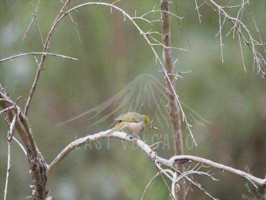 Silvereye - perched in a thorny shrub 4K