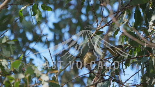 Striated thornbill - multiple birds hopping around branches 4K