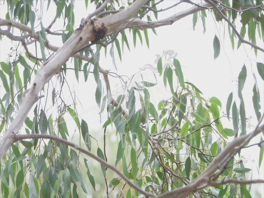 White-plumed honeyeater - bird high in a gum tree 4K