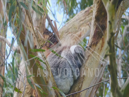 Koala - asleep on a windy day 4K