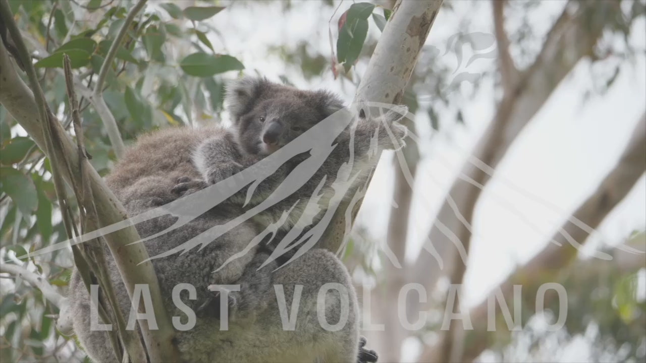 The koala is an arboreal herbivorous marsupial native to Australia.