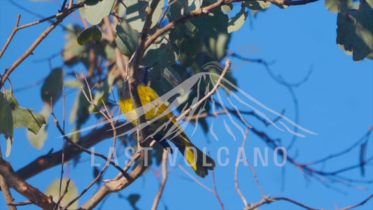 White-eared honeyeater - bird hoping around branches 4K