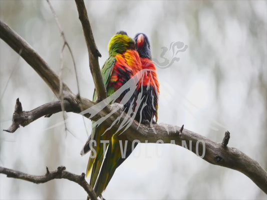 rainbow lorikeet - two birds grooming 4K