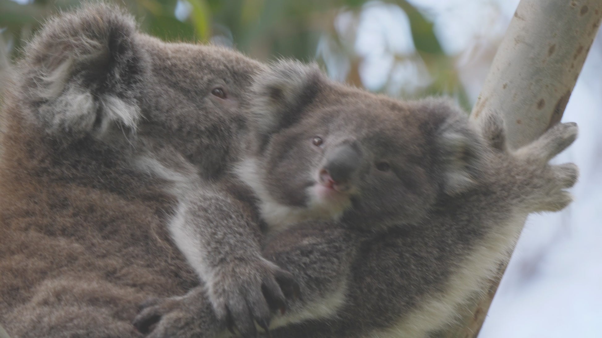 Koala and joey close up. The koala is an arboreal herbivorous marsupial native to Australia.