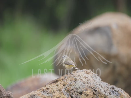 Yellow-rumped thornbill - sequence 4K