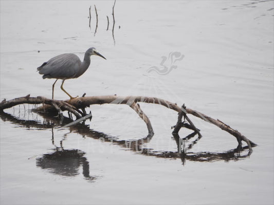 White-faced heron - walking across a fallen branch in a lake 4K