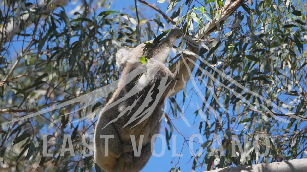 The koala is an arboreal herbivorous marsupial native to Australia.