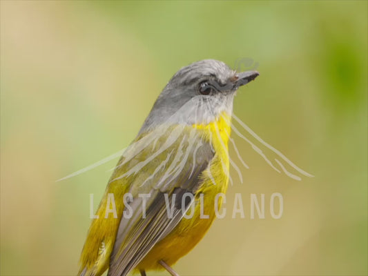 Eastern yellow robin - close up sequence 4K