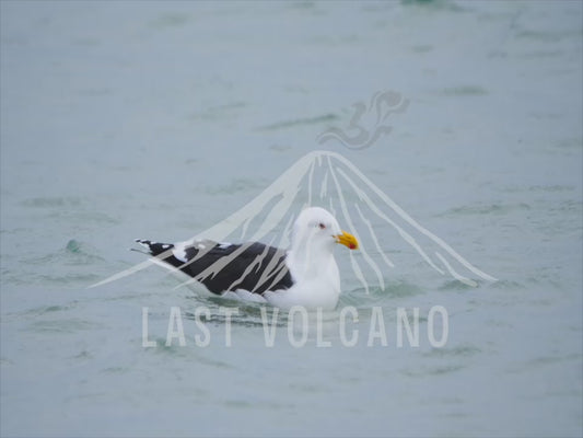 Great black-backed gull - floating on the ocean 4K