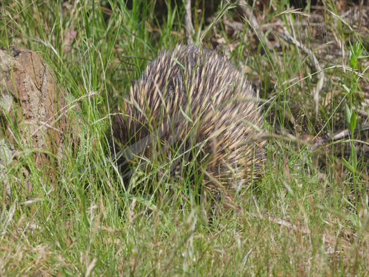 Short-beaked echidna - exploring through long grass sequence 4K