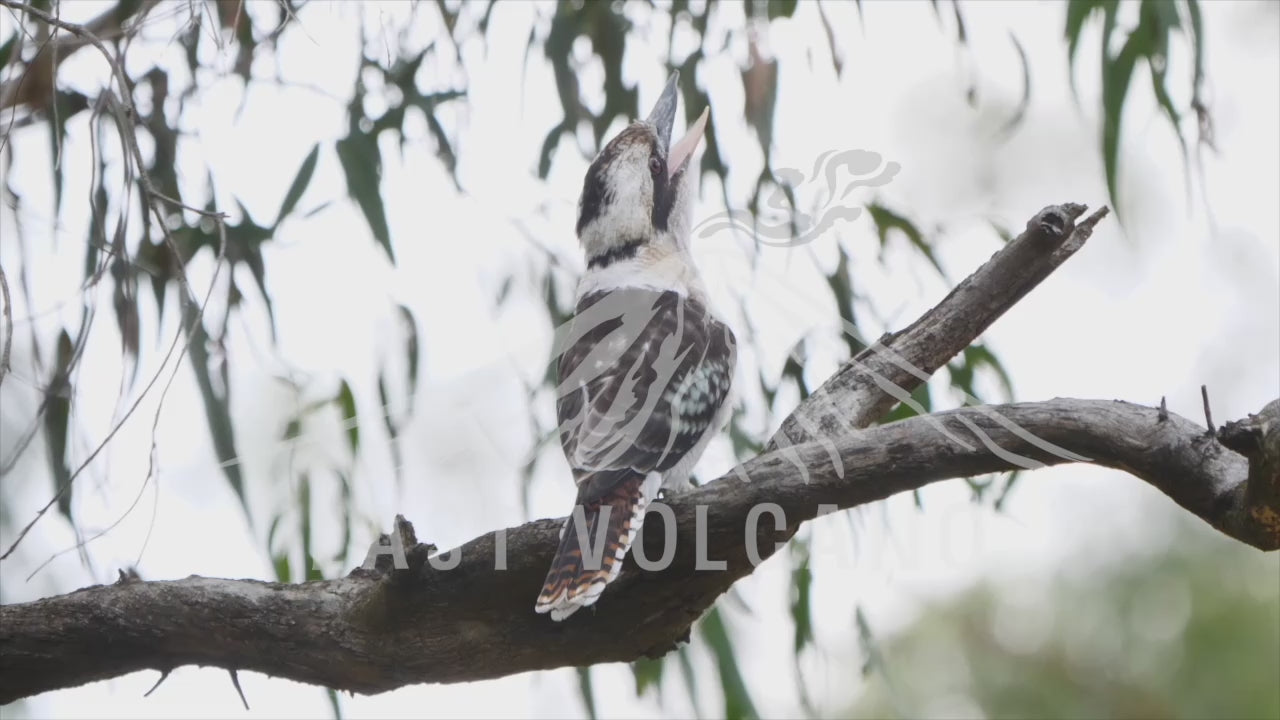 Kookaburra laughing