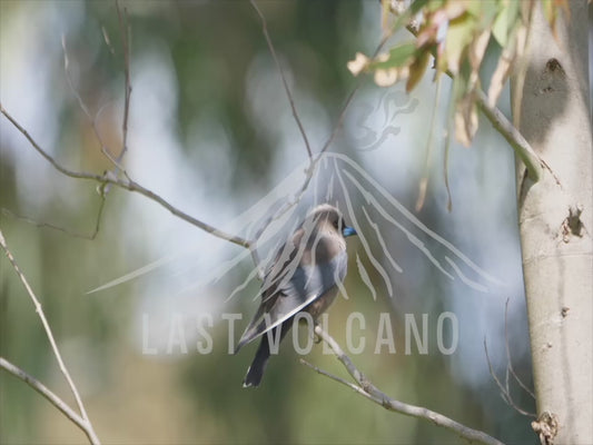 Dusky woodswallow - bird perched on a thin branch 4K