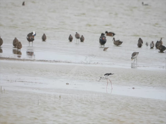 Pied stilt - among ducks and lapwings 4K