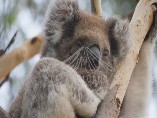 Koala - close up 4K