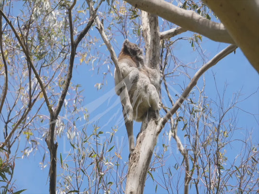 Koala - mum and joey climbing up a tree 4K