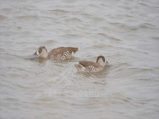 Pink-eared duck - two ducks on a lake 4K