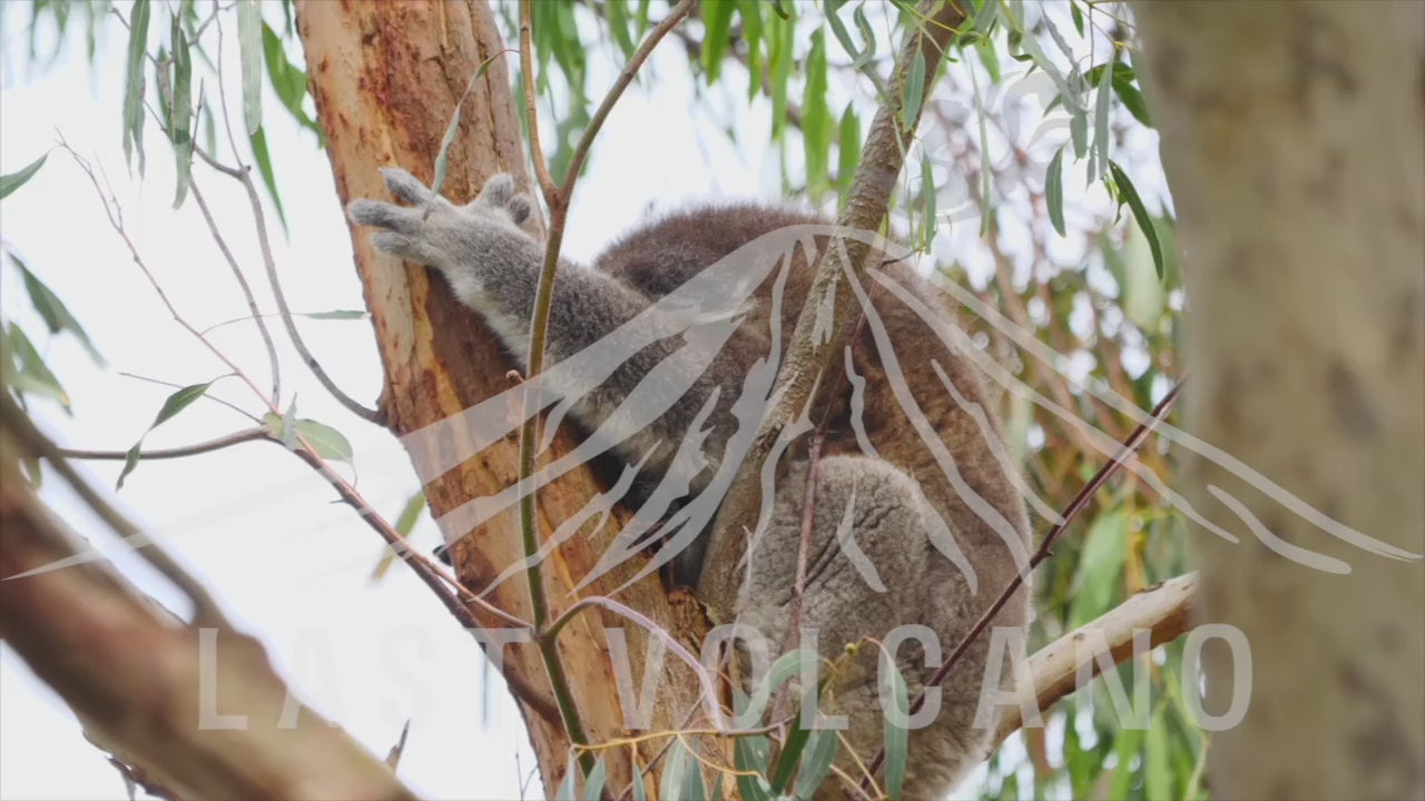 Koala male sleeping then waking up in a tree.