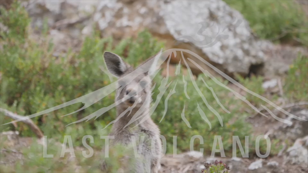 The eastern grey kangaroo is a marsupial found in the eastern third of Australia, with a population of several million. It is also known as the great grey kangaroo and the forester kangaroo.