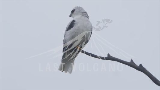 Black-shouldered kite - perched in the rain 4K