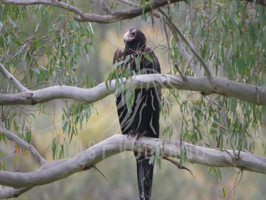 Wedge-tailed eagle - adult perched behind a branch 4K