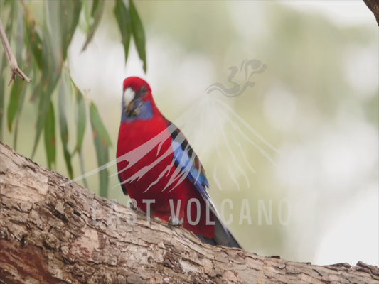 Crimson rosella - close up of bird on a branch 4K