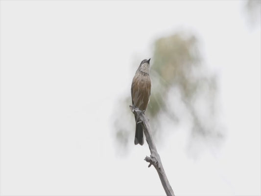 Rufous whistler - female calling 4K