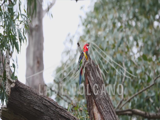 Eastern rosella - sequence 4K