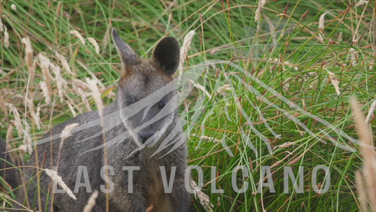 Swamp wallaby - close up 4K