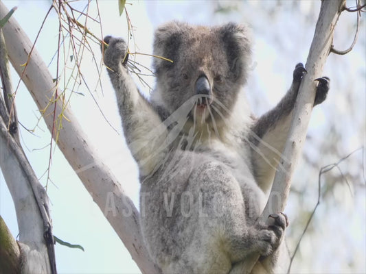 Koala - eating leaves high in a tree 4K