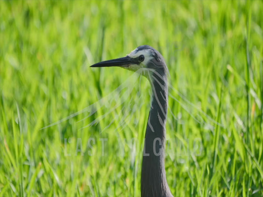 White-faced heron - close up 4K