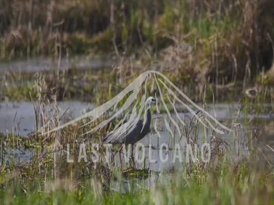 White-faced heron - walking through wetlands 4K