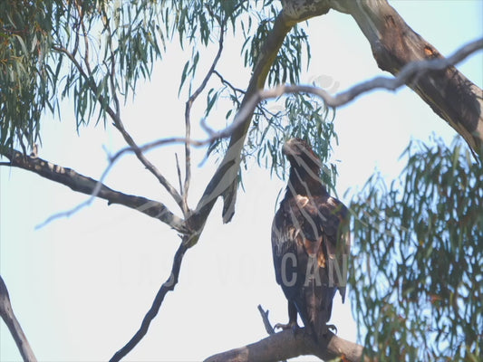 Wedge-tailed eagle - adult perched on a branch 4K