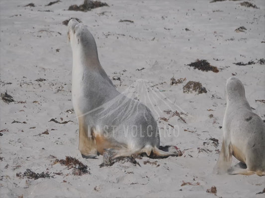 Australian sea lion - beach sequence 4K