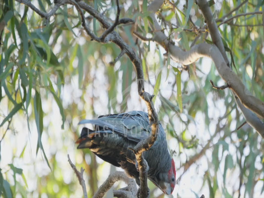 Gang-gang cockatoo - lone male feeding 4K