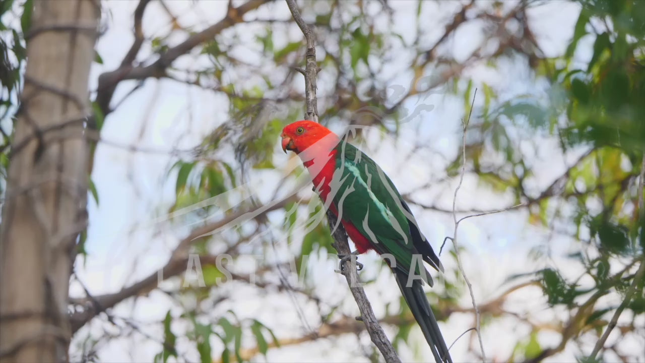 The Australian king parrot is a species of parrot endemic to eastern Australia ranging from Cooktown in Queensland to Port Campbell in Victoria.