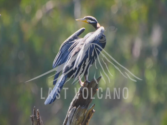 Australasian darter - perched on a branch above a lake 4K