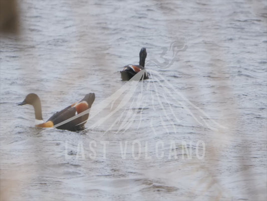 Australian shelduck - swimming on a lake 4K