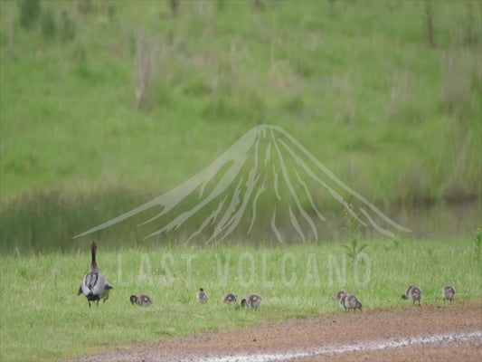 Australian wood duck - parents and ducklings 4K