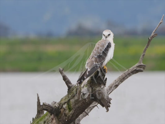 Black-shouldered kite - perched on a fallen tree 4K