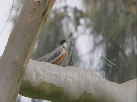 Rufous whistler - perched on a large branch 4K