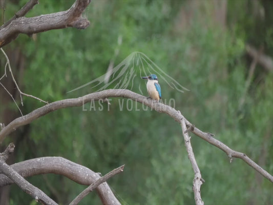 Sacred kingfisher - perched over a river 4K