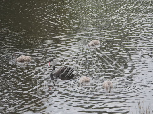 Black swan - family with cygnets growing up 4K