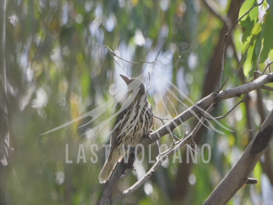 Olive-backed oriole - perched sequence 4K