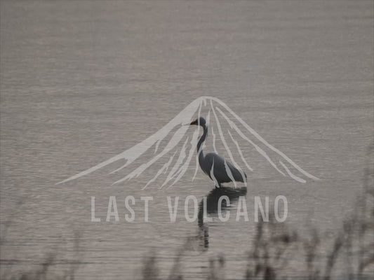 Intermediate egret - sequence of flying, wading and perched 4K