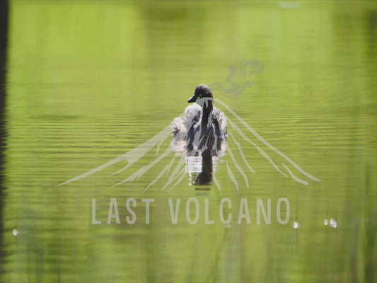 Australasian grebe - floating on the surface of a still lake 4K