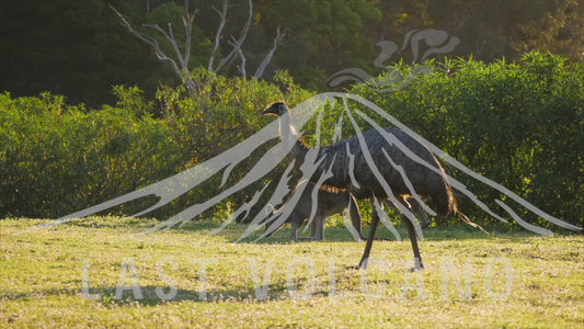 Emu and Eastern grey kangaroo - walking in the sun 4K