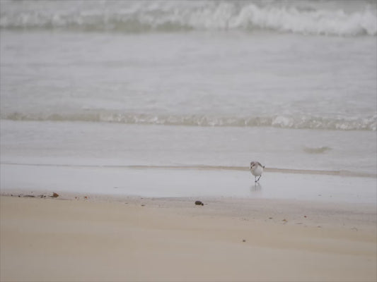 Common sandpiper - running a beach 4K